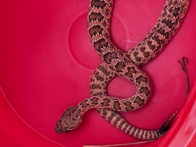 Colorado Racing Viper Colorado Viper Solutions | Rattlesnake Aversion Training